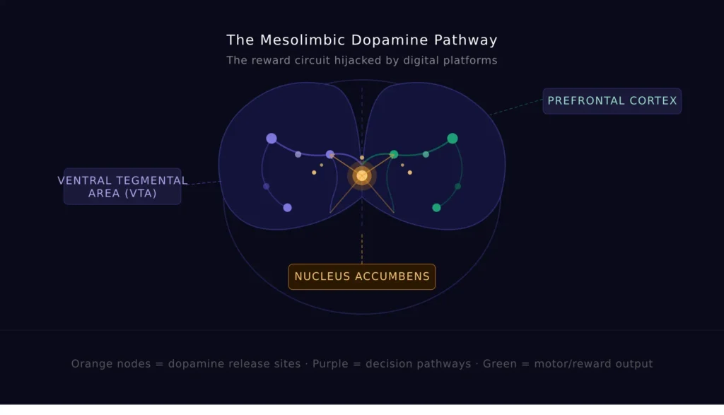 Diagram of the mesolimbic dopamine pathway showing how a smartphone notification triggers dopamine release through the VTA, nucleus accumbens, and prefrontal cortex