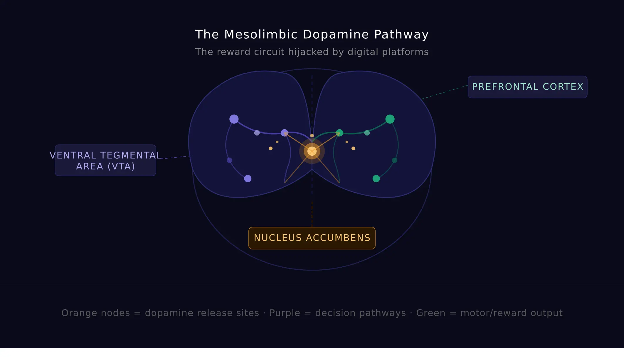 Diagram of the mesolimbic dopamine pathway showing how a smartphone notification triggers dopamine release through the VTA, nucleus accumbens, and prefrontal cortex